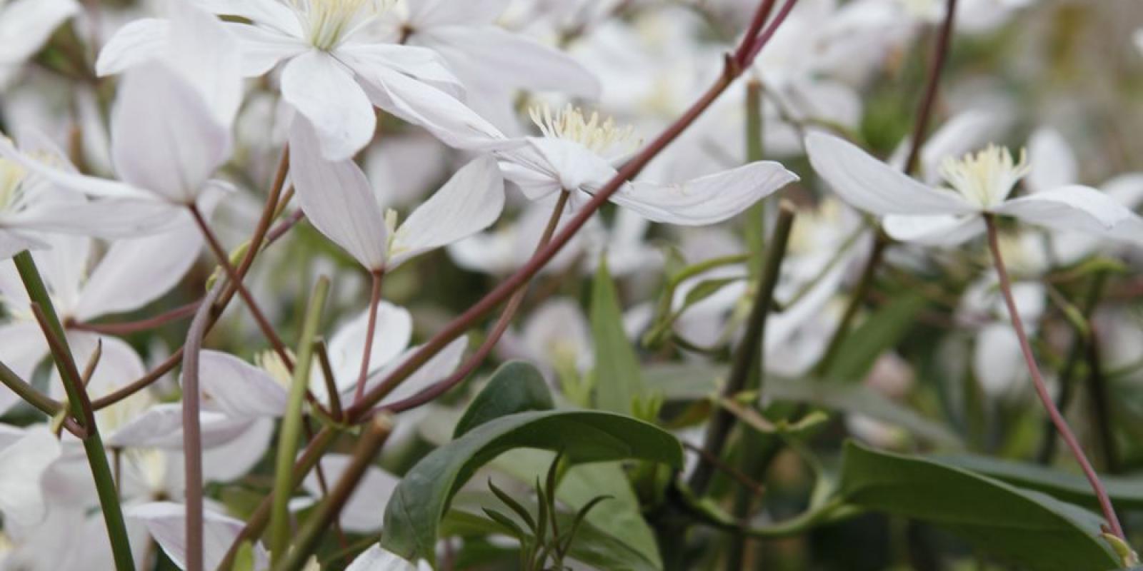 Plante : CLAR