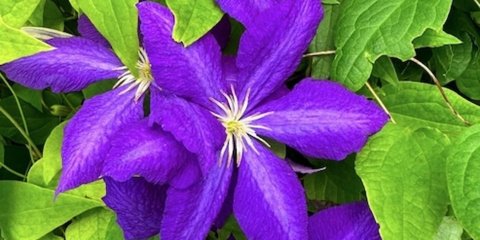 Plante : CLJA
