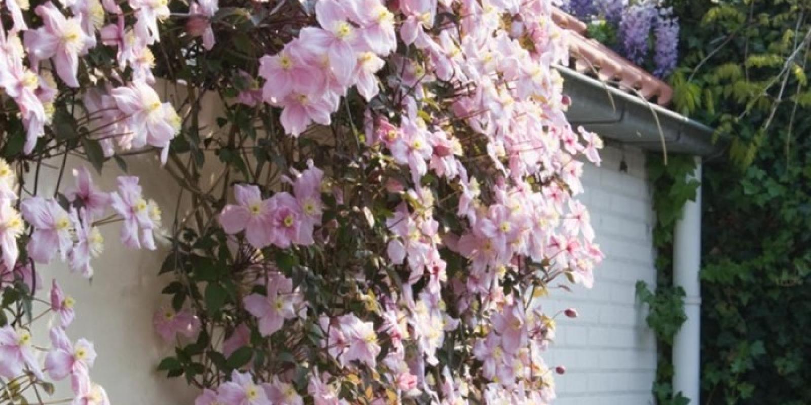 Plante : CLMALECO