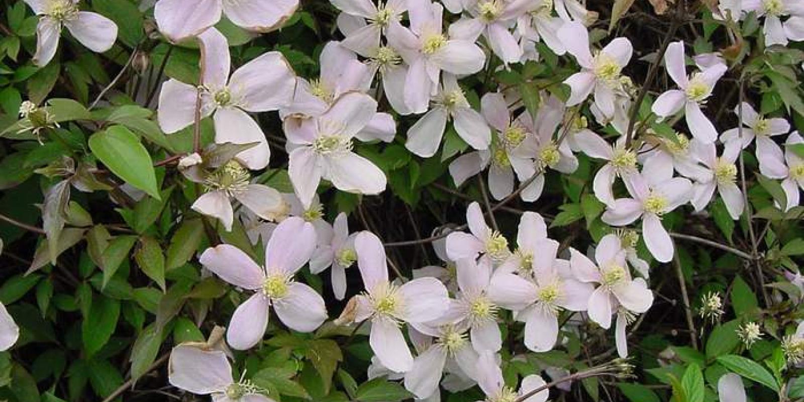 Plante : CLMO