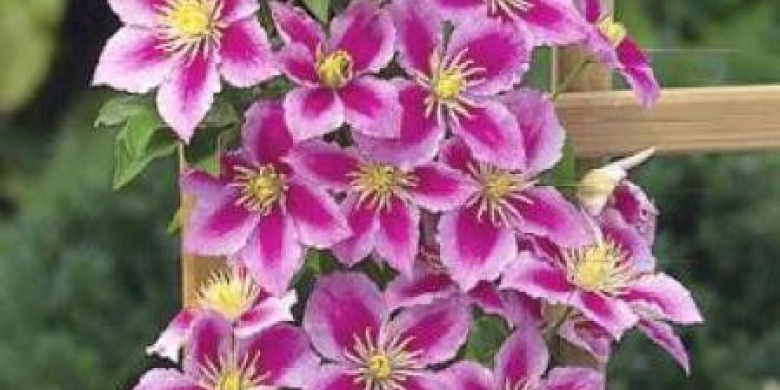 Plante : CLPI
