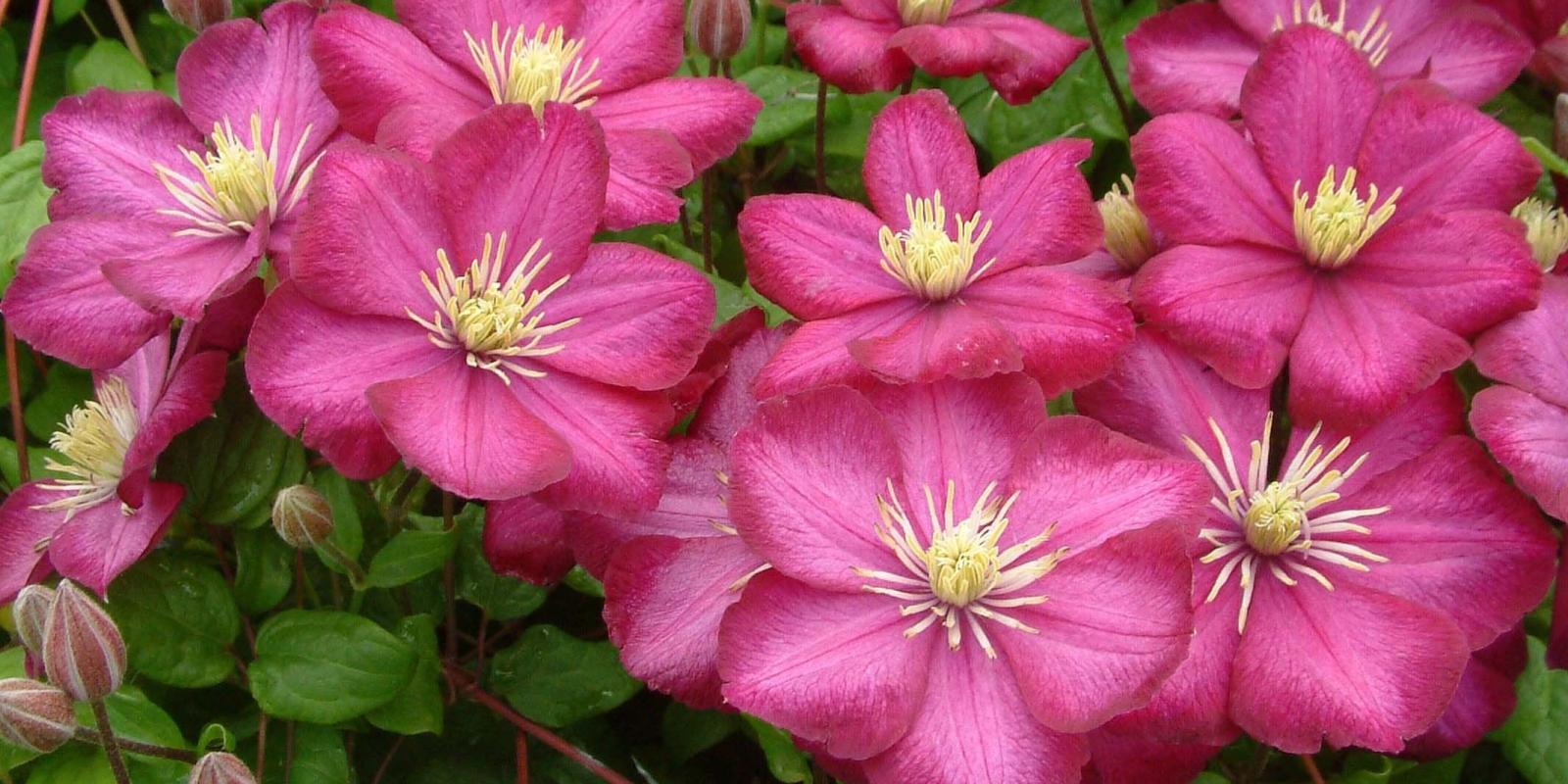 Plante : CLVILY