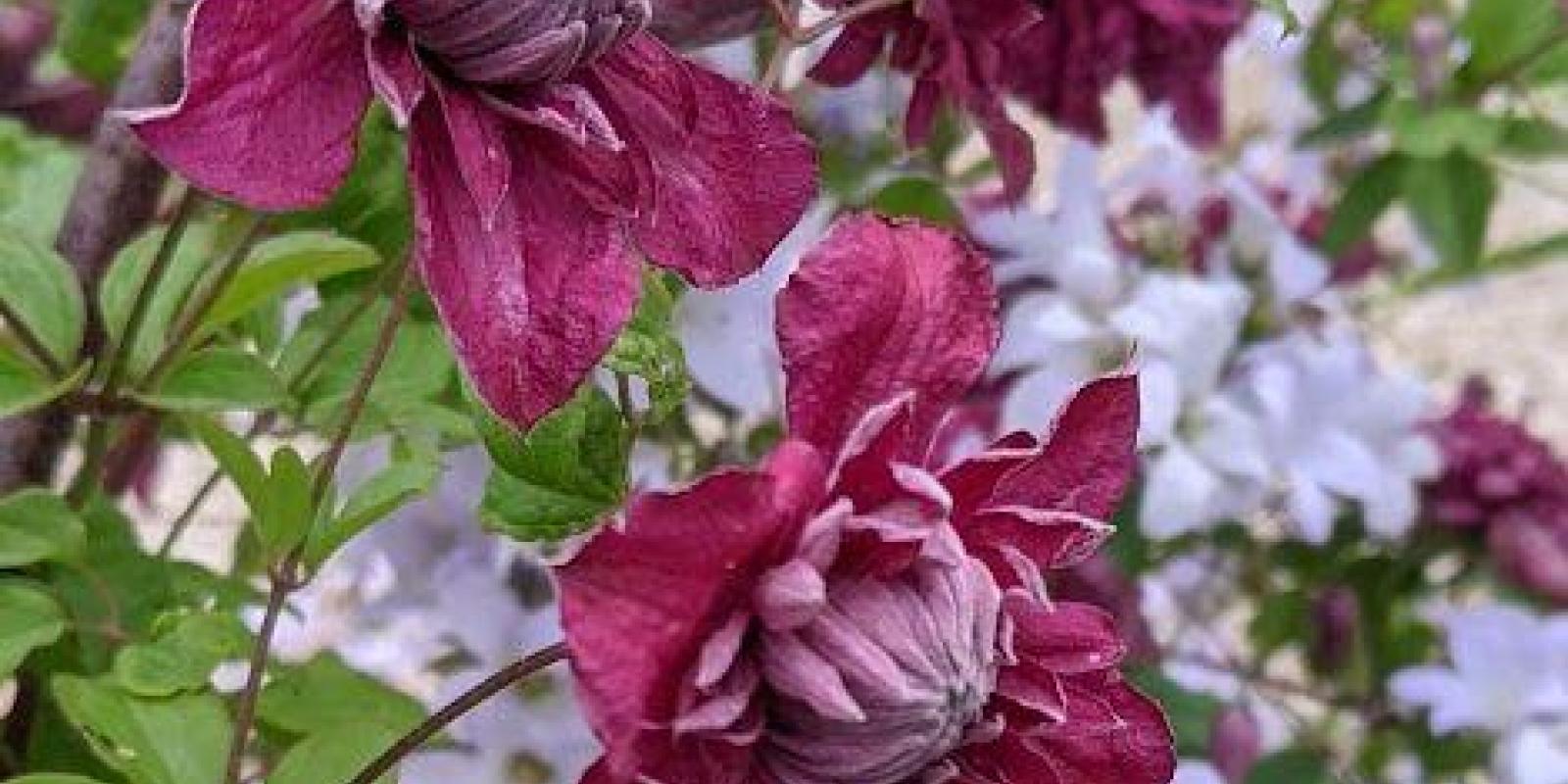 Plante : CLVIPUPLEL