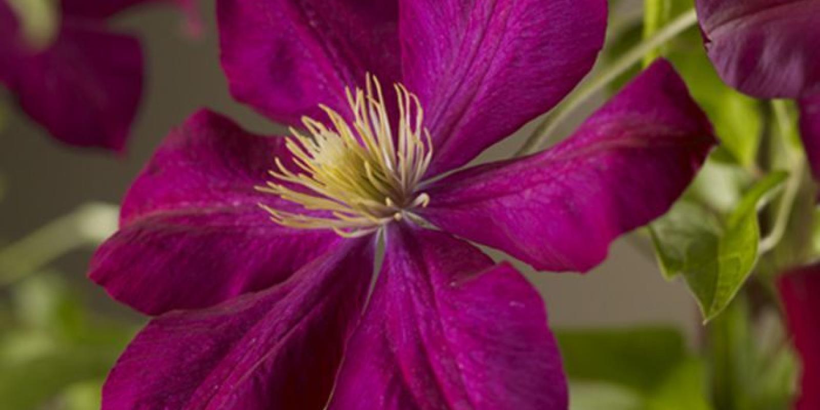 Plante : CLVO