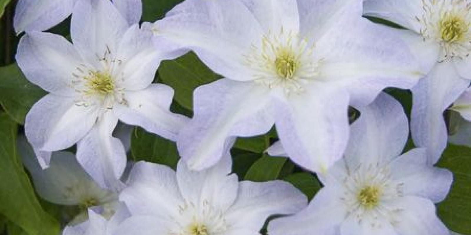 Plante : CLYU