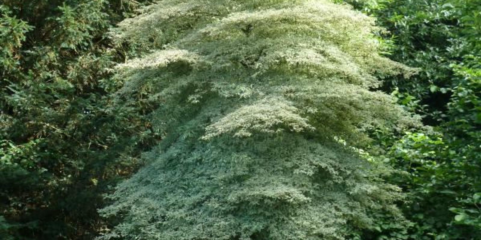 Plante : COALAR