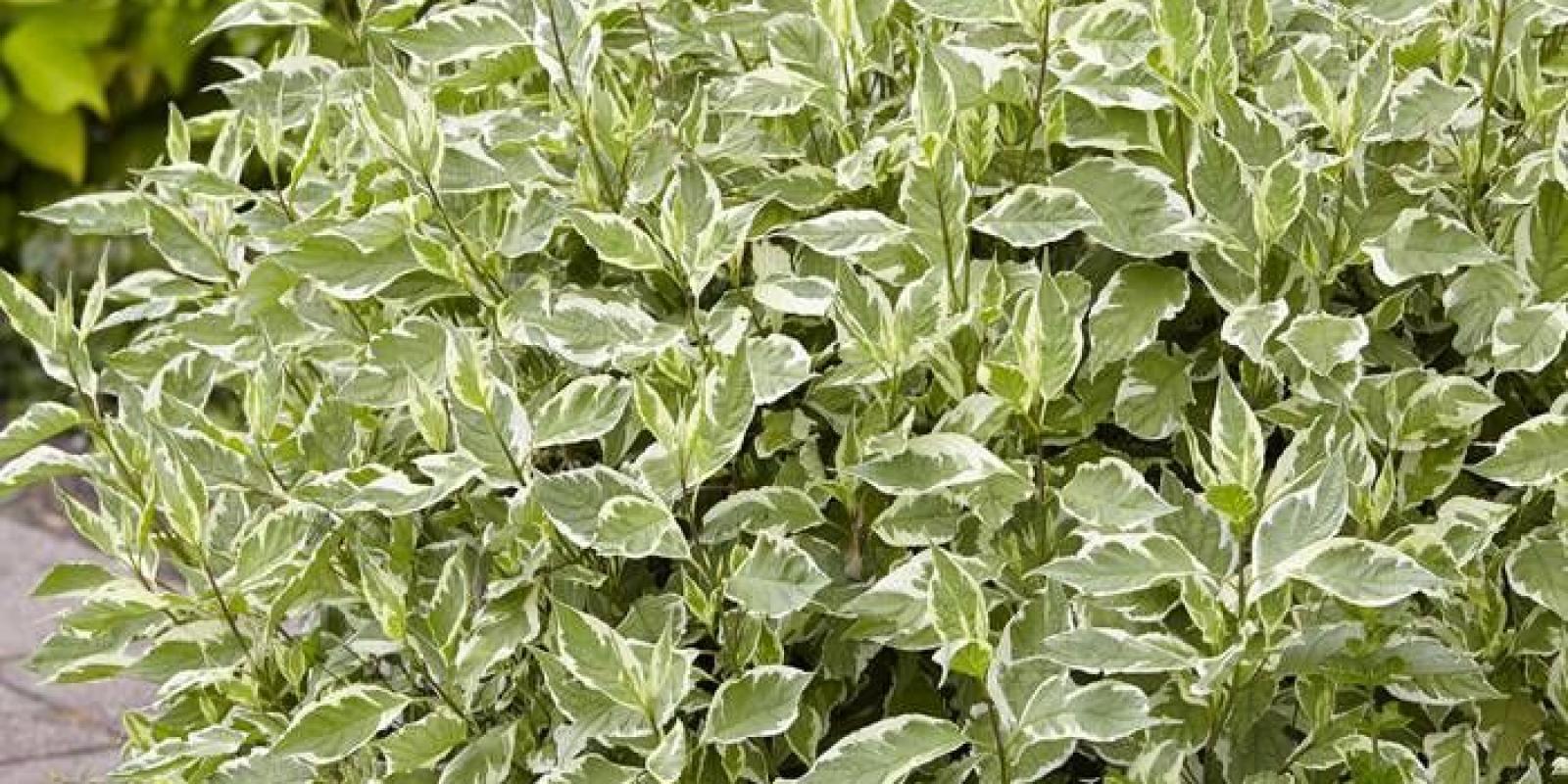 Plante : COALEL