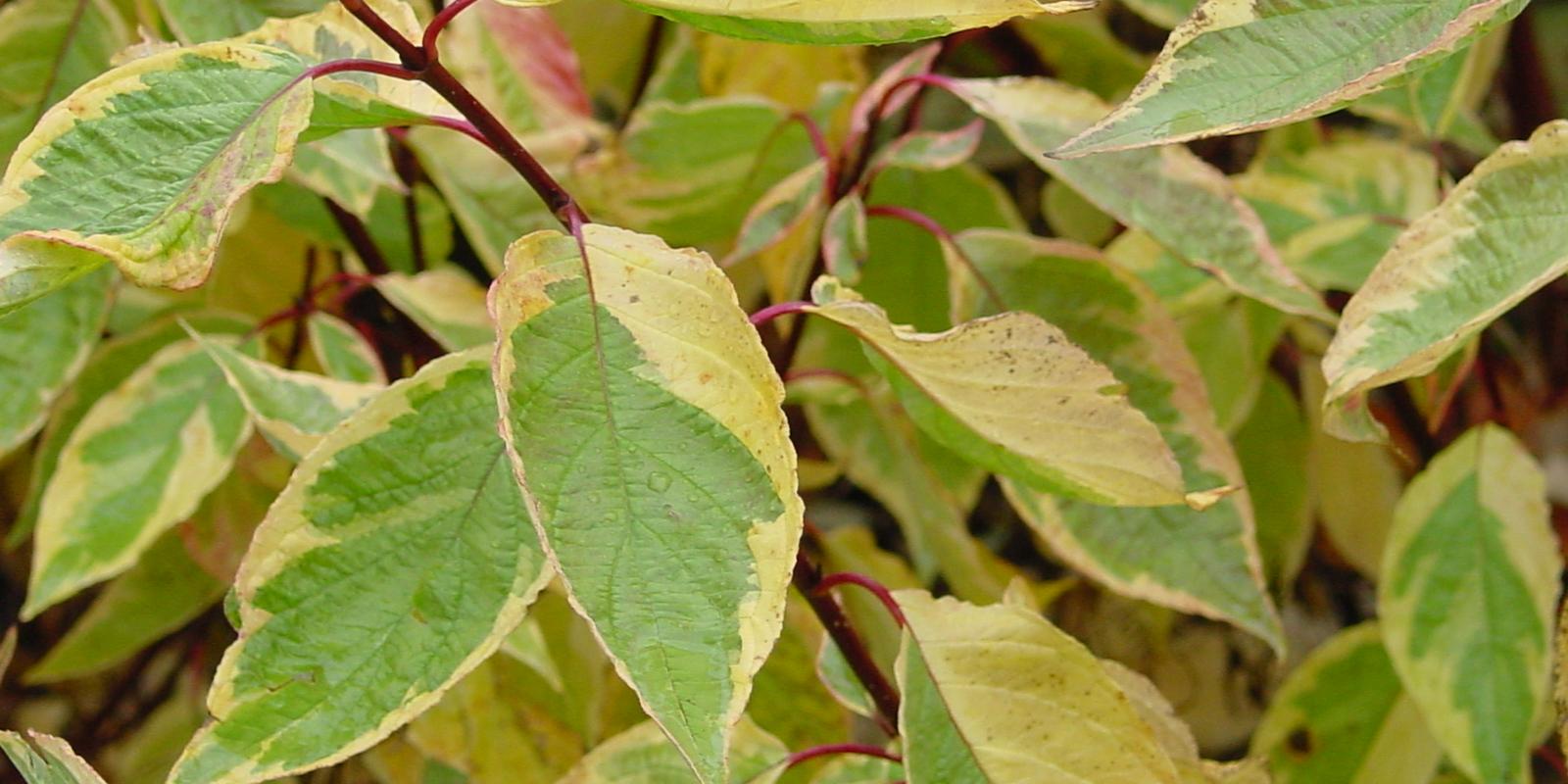 Plante : COALGO