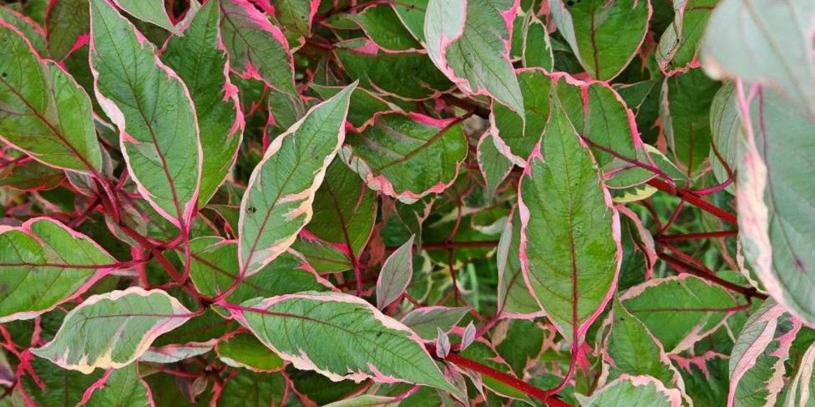 Plante : COALMI