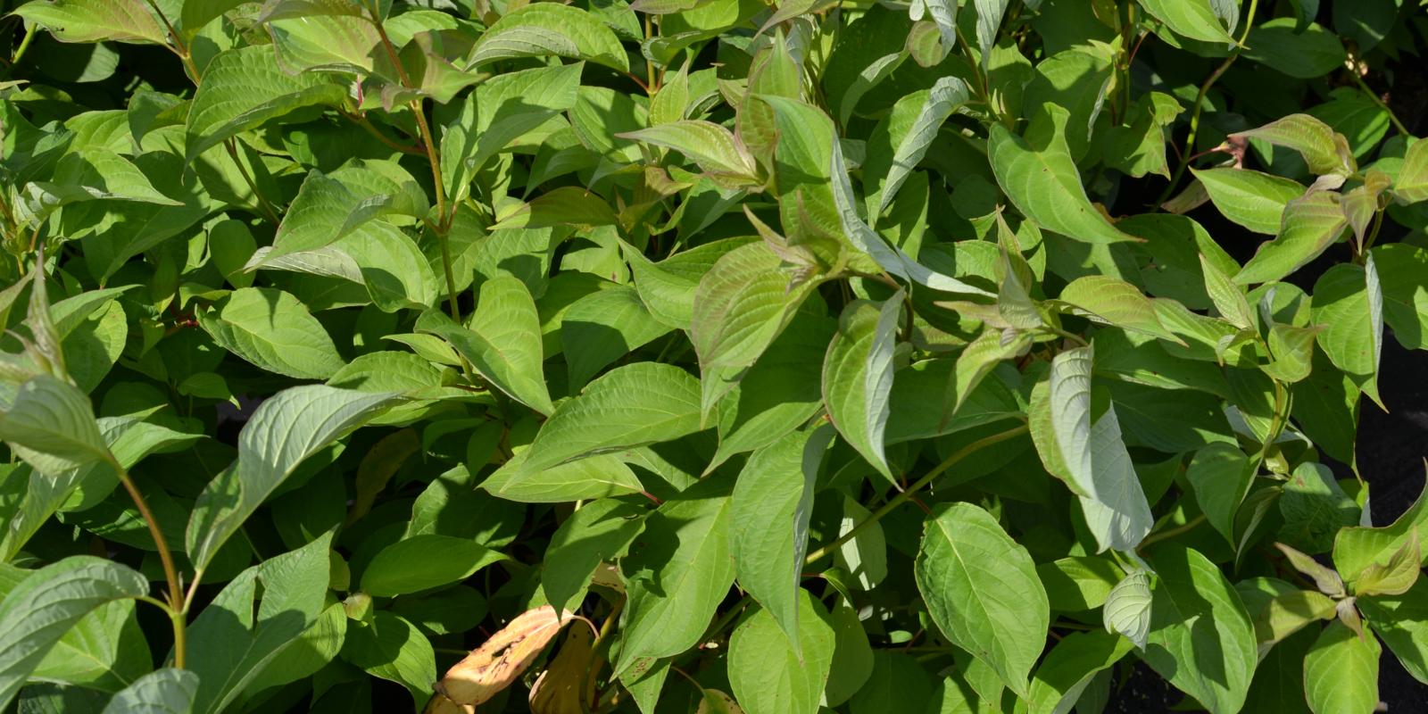 Plante : COALSI