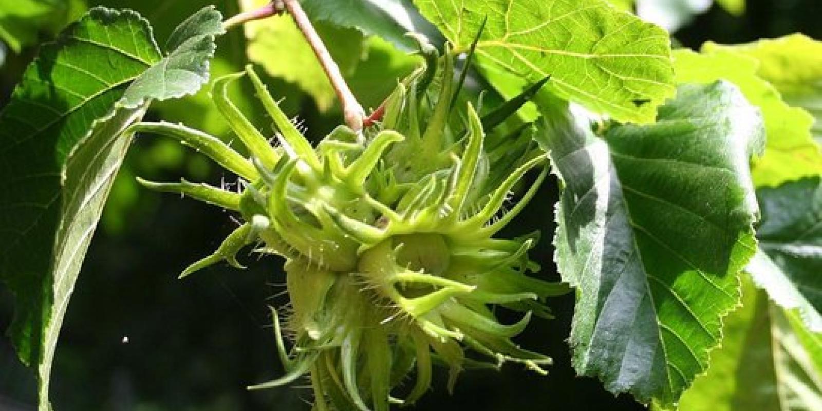 Plante : COCO