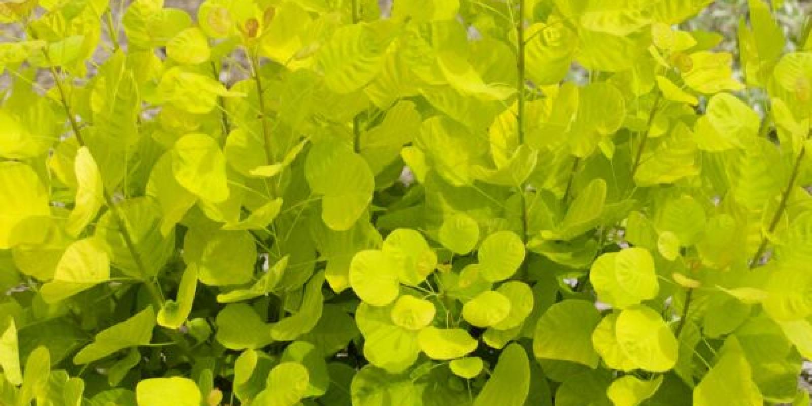 Plante : COCOGOSP