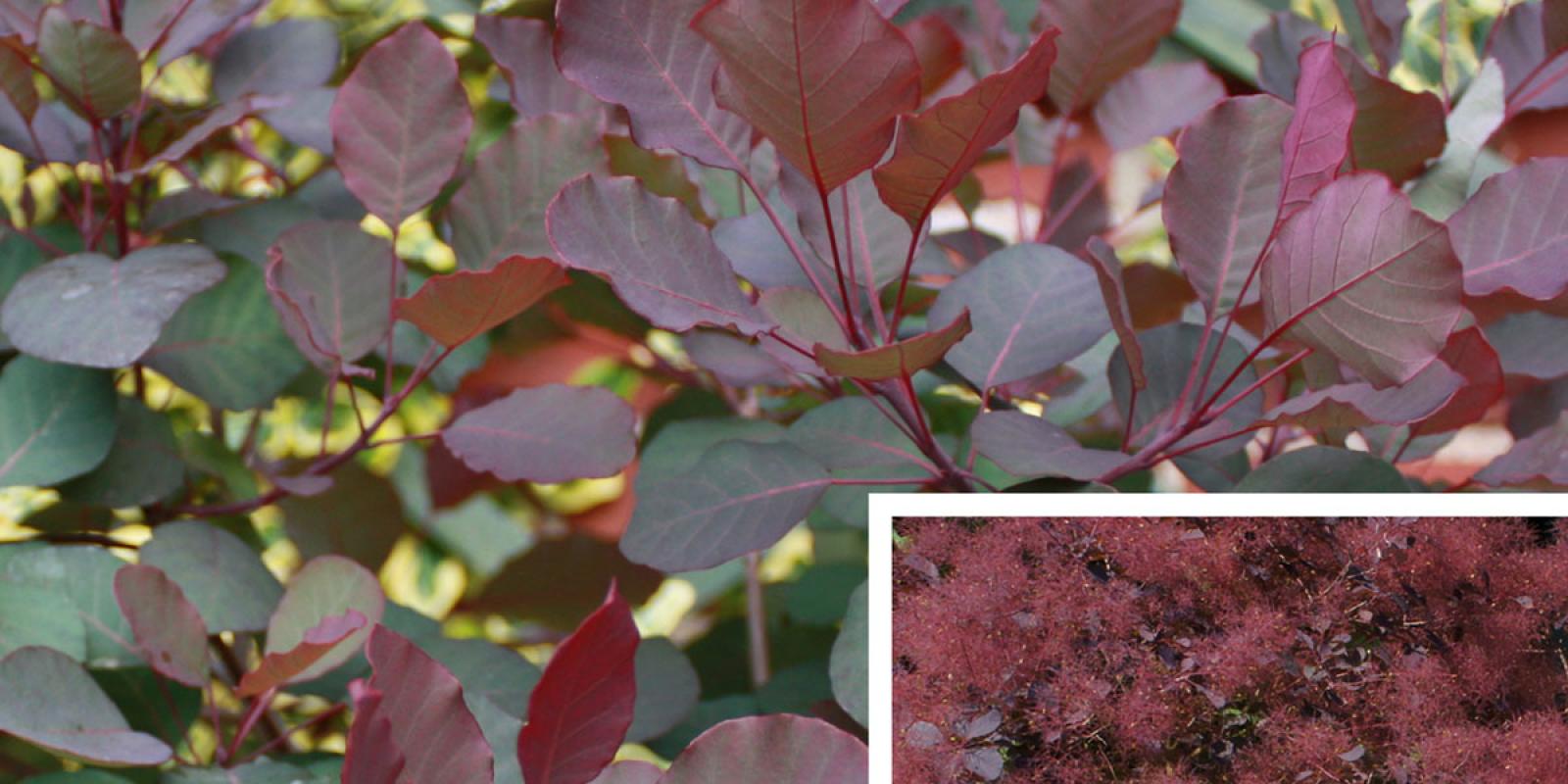 Plante : COCOROPU