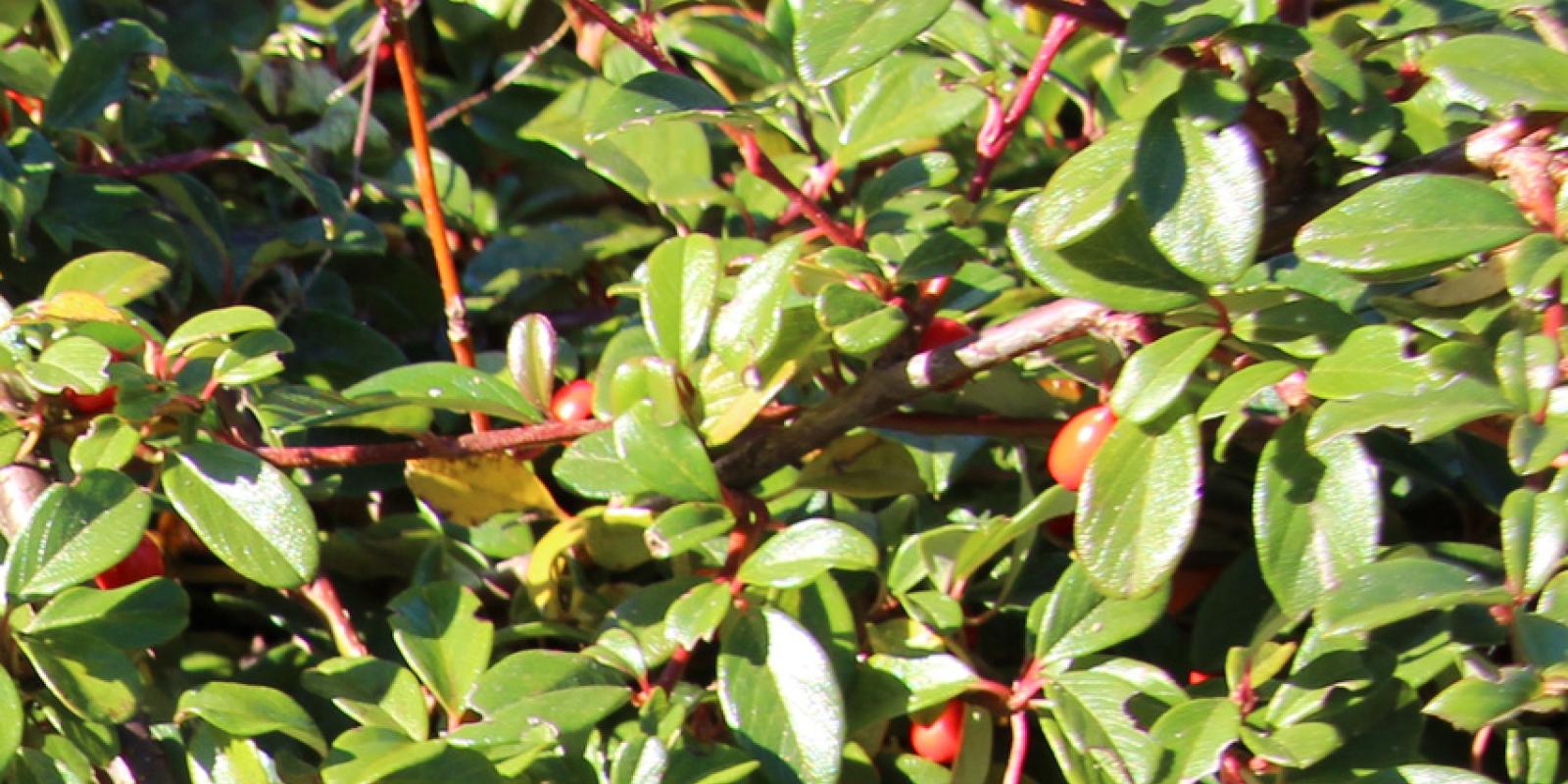 Plante : CODA