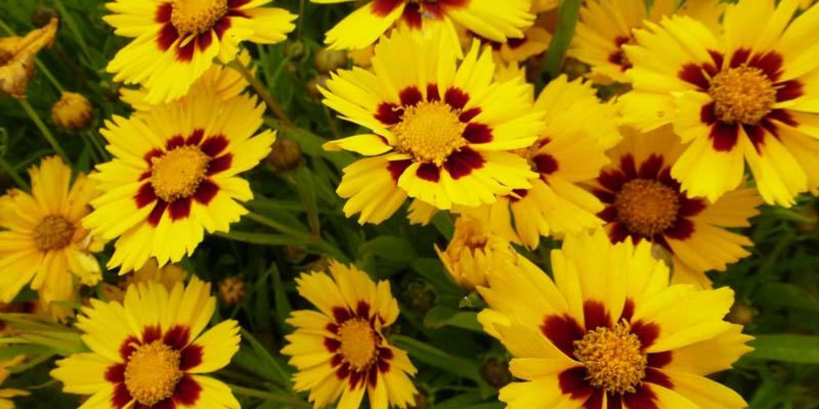Plante : COGRSO