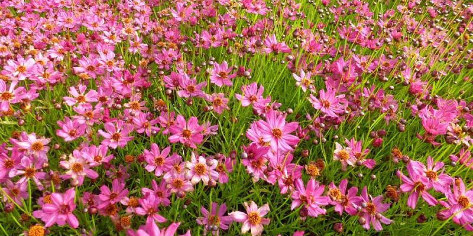 Plante : COHYLIPA