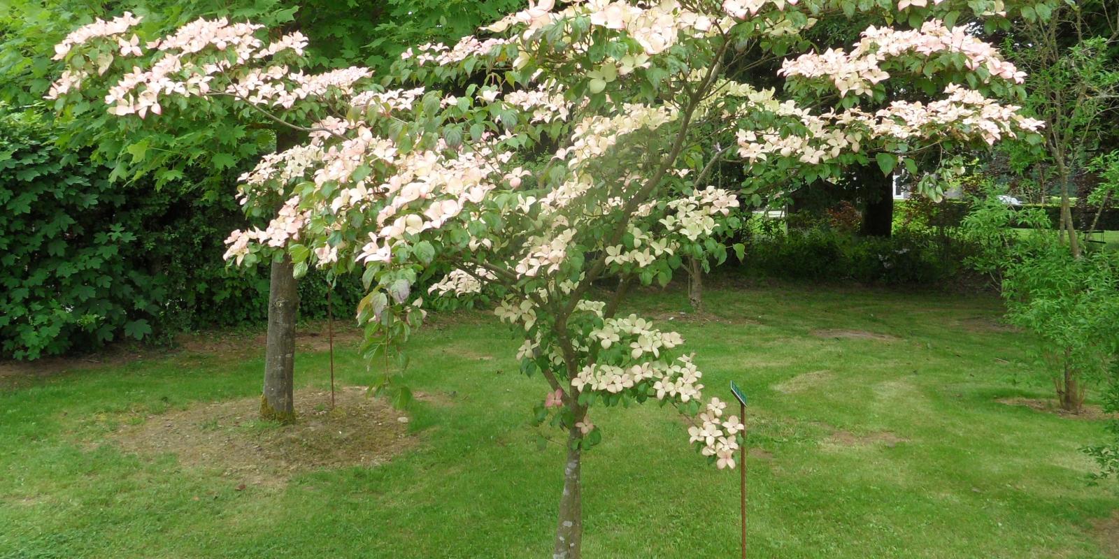 Plante : COKO