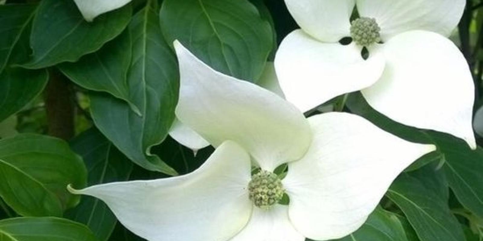 Plante : COKOCHGI