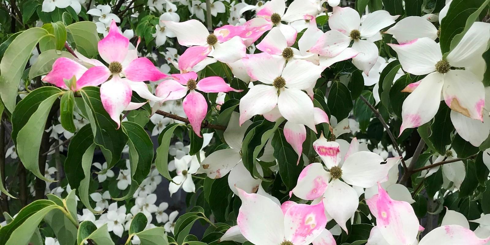 Plante : COKOTEU