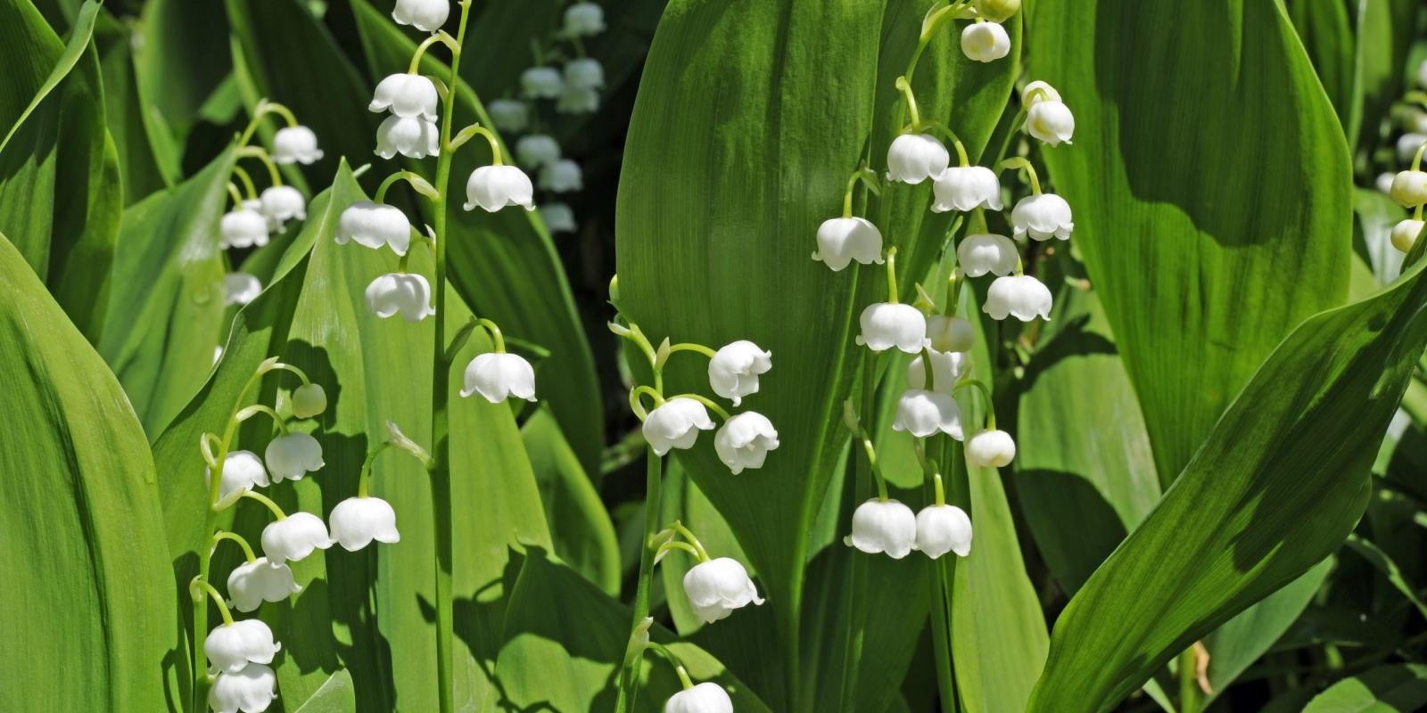 Plante : COMAJ