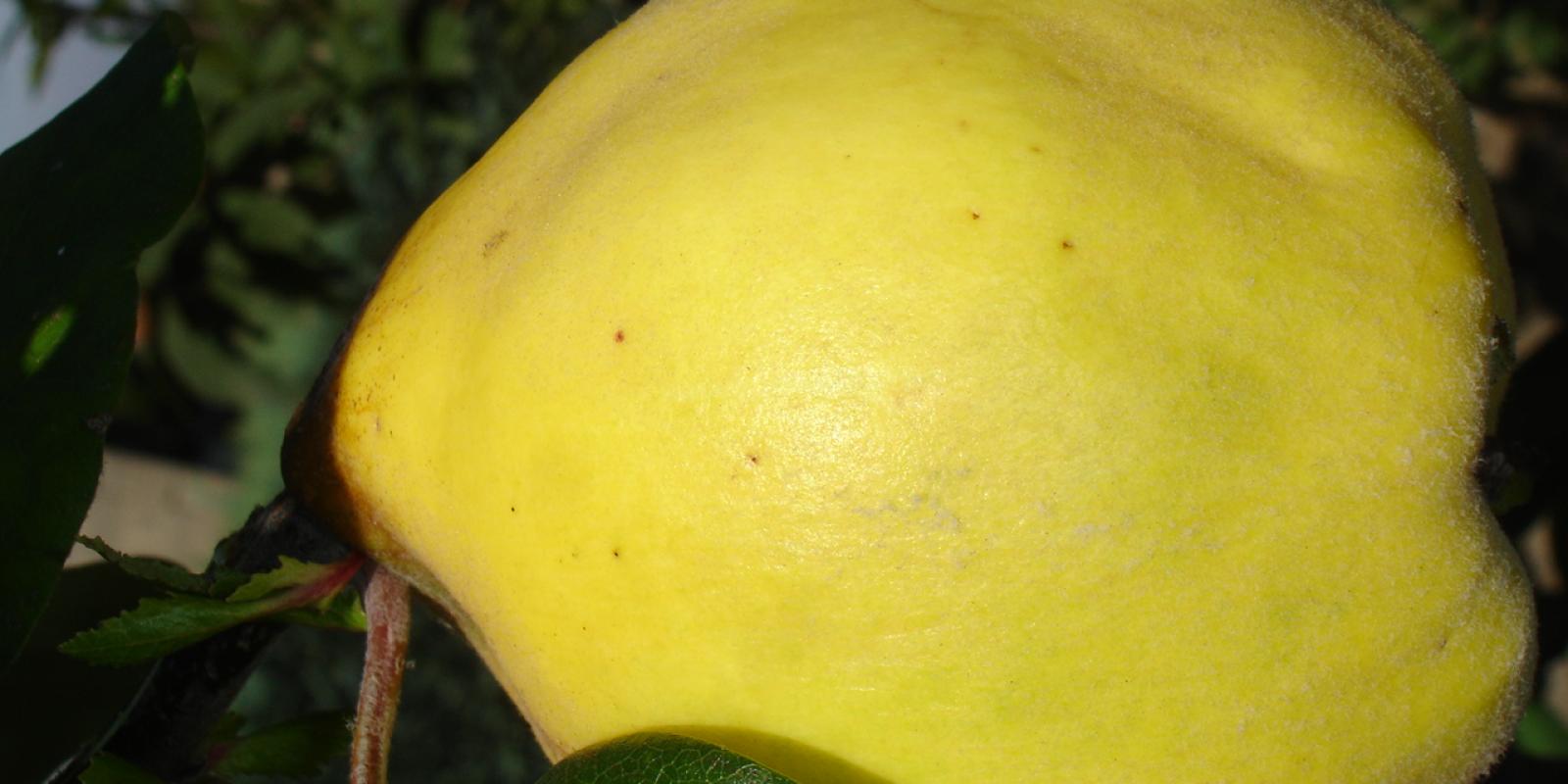 Plante : COREMA