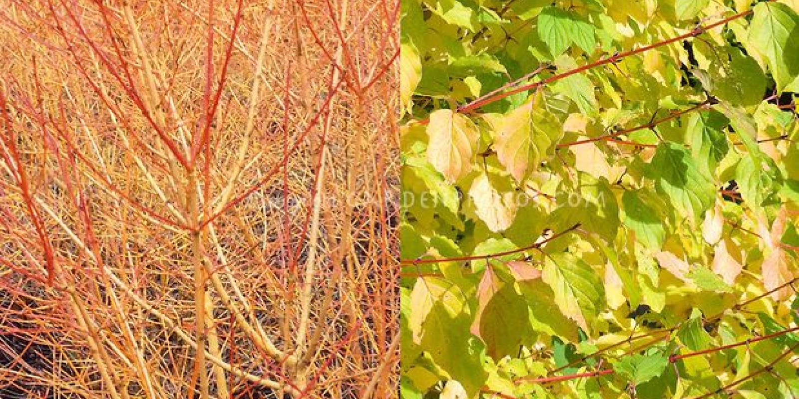 Plante : COSAWIBE