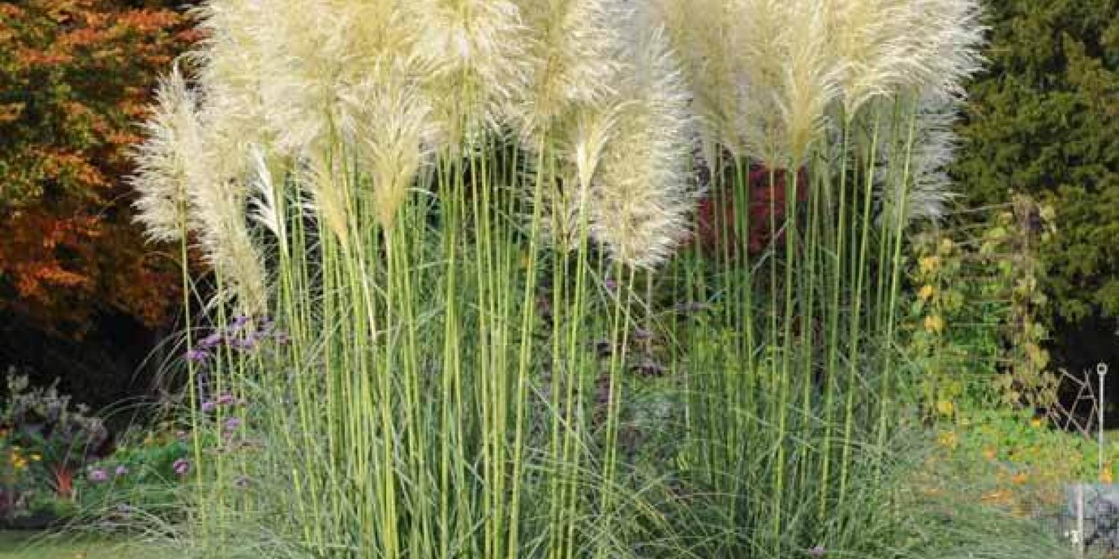 Plante : COSE
