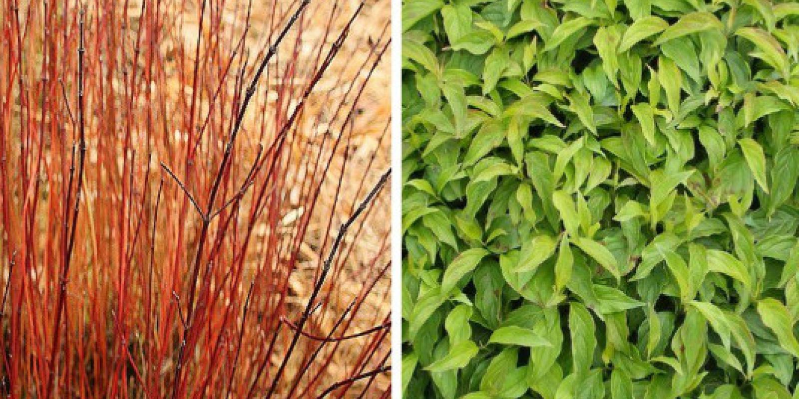 Plante : COSEKE