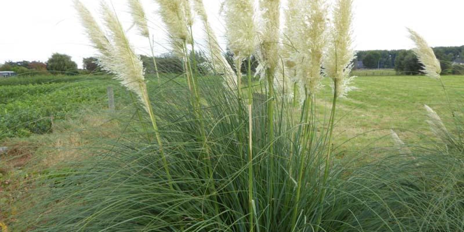 Plante : COSESUSI