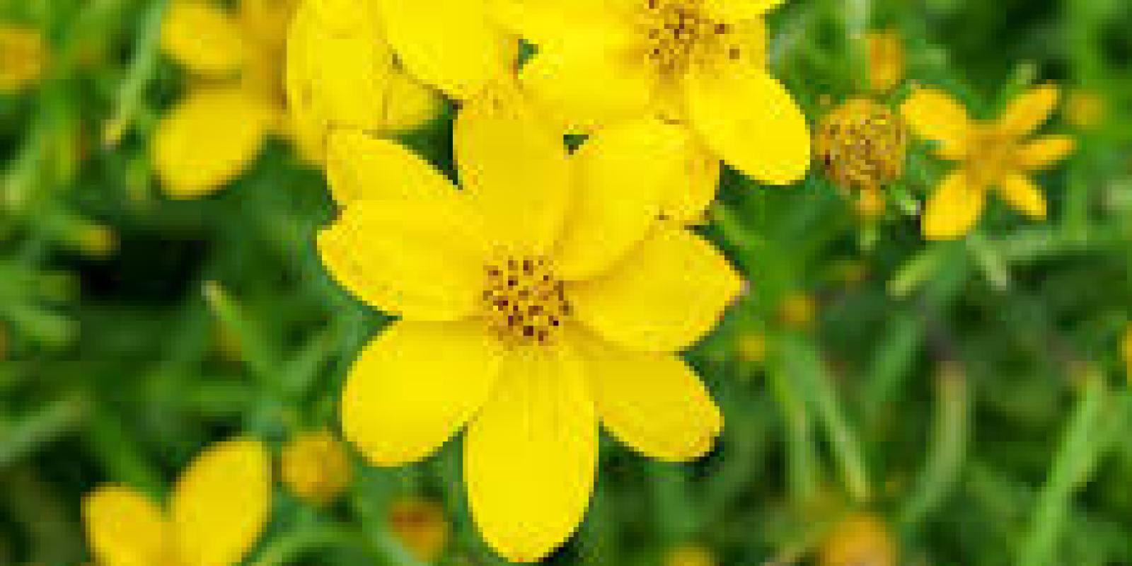 Plante : COVEZA
