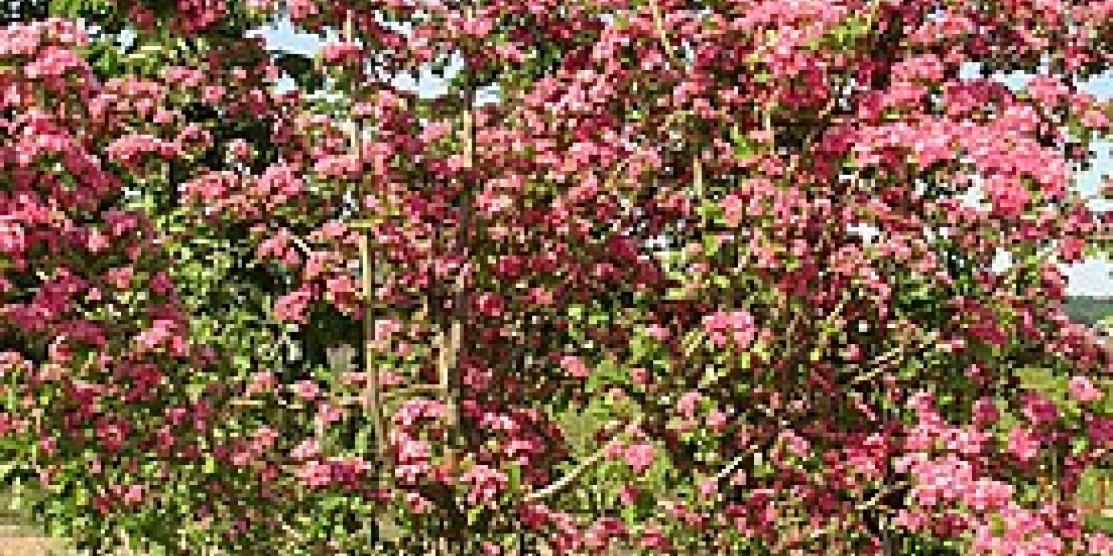 Plante : CRLAPASC