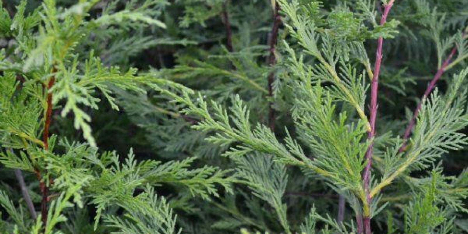 Plante : CULEPF
