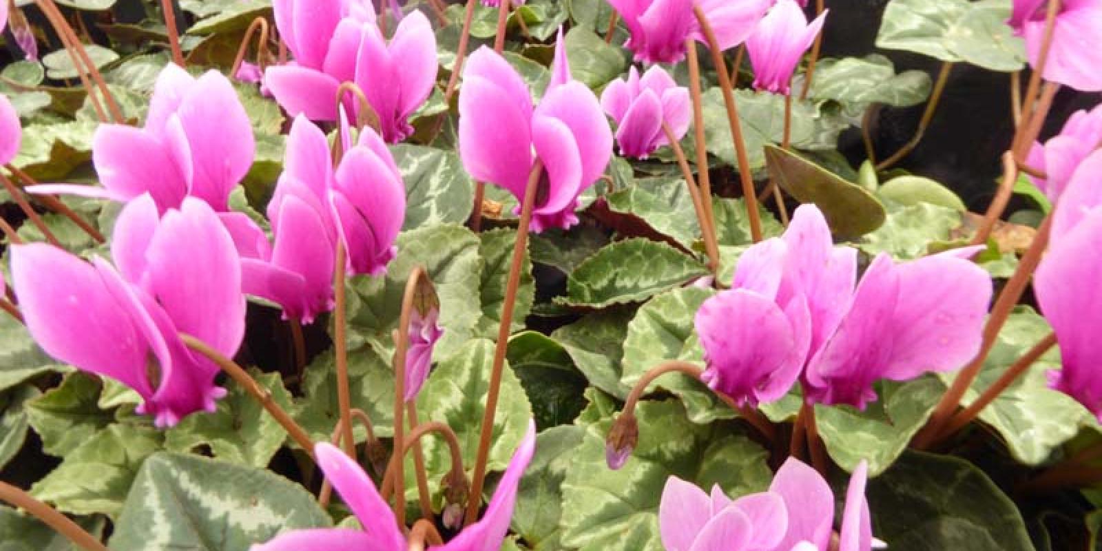 Plante : CYHE