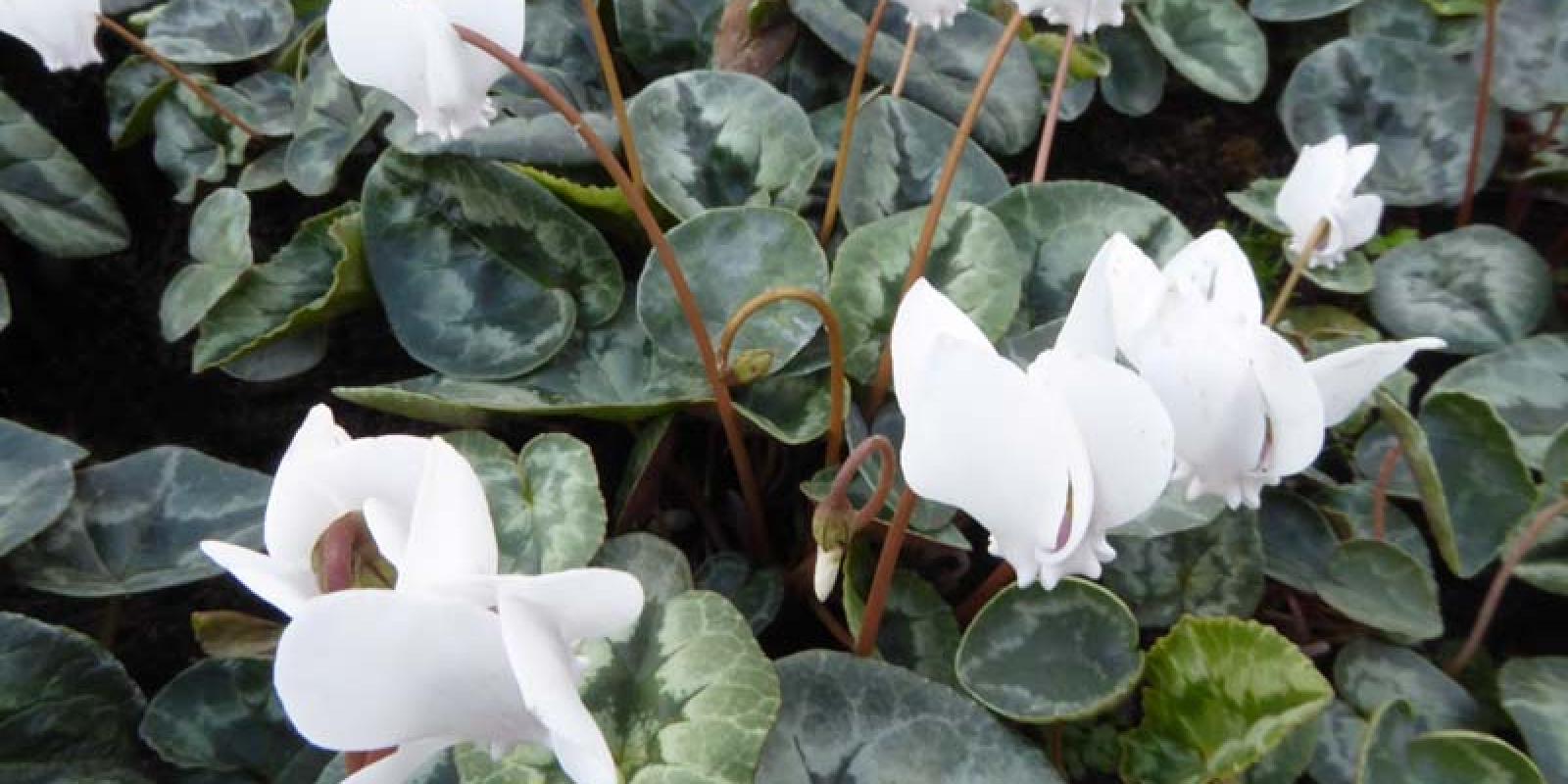Plante : CYHEAL