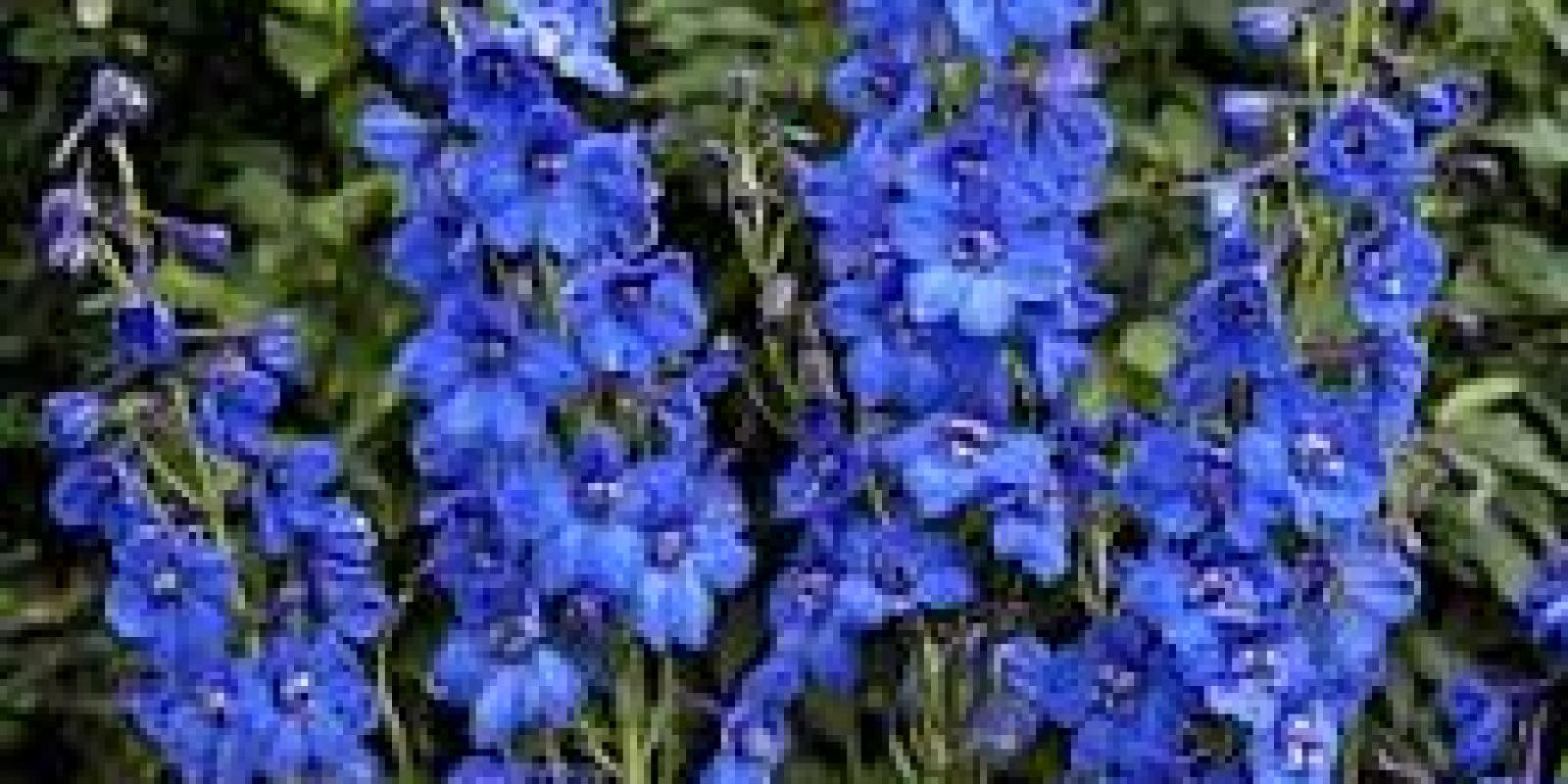 Plante : DEBLBI