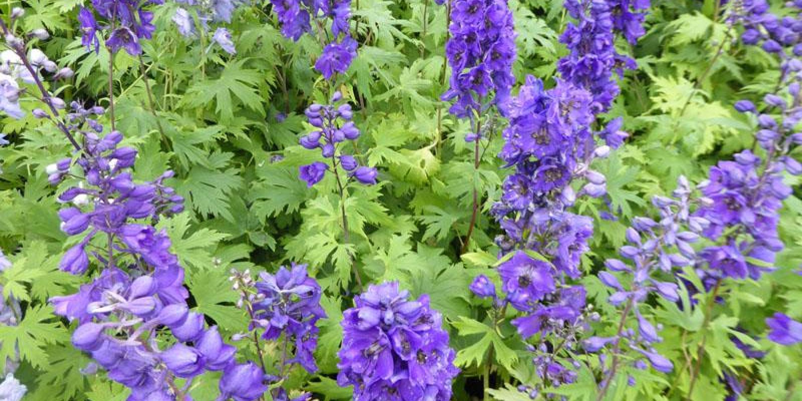 Plante : DEBLNI
