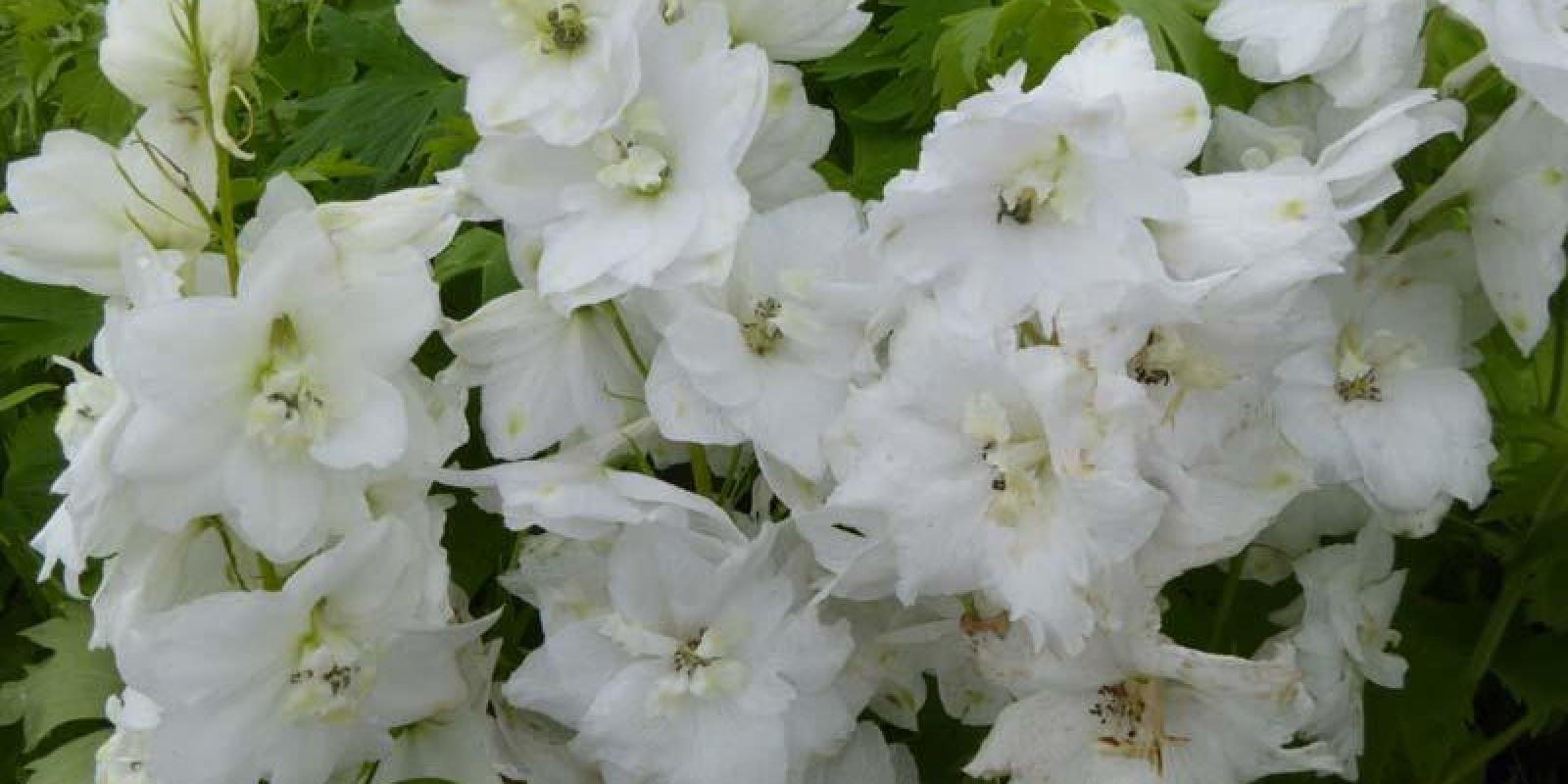 Plante : DEGA