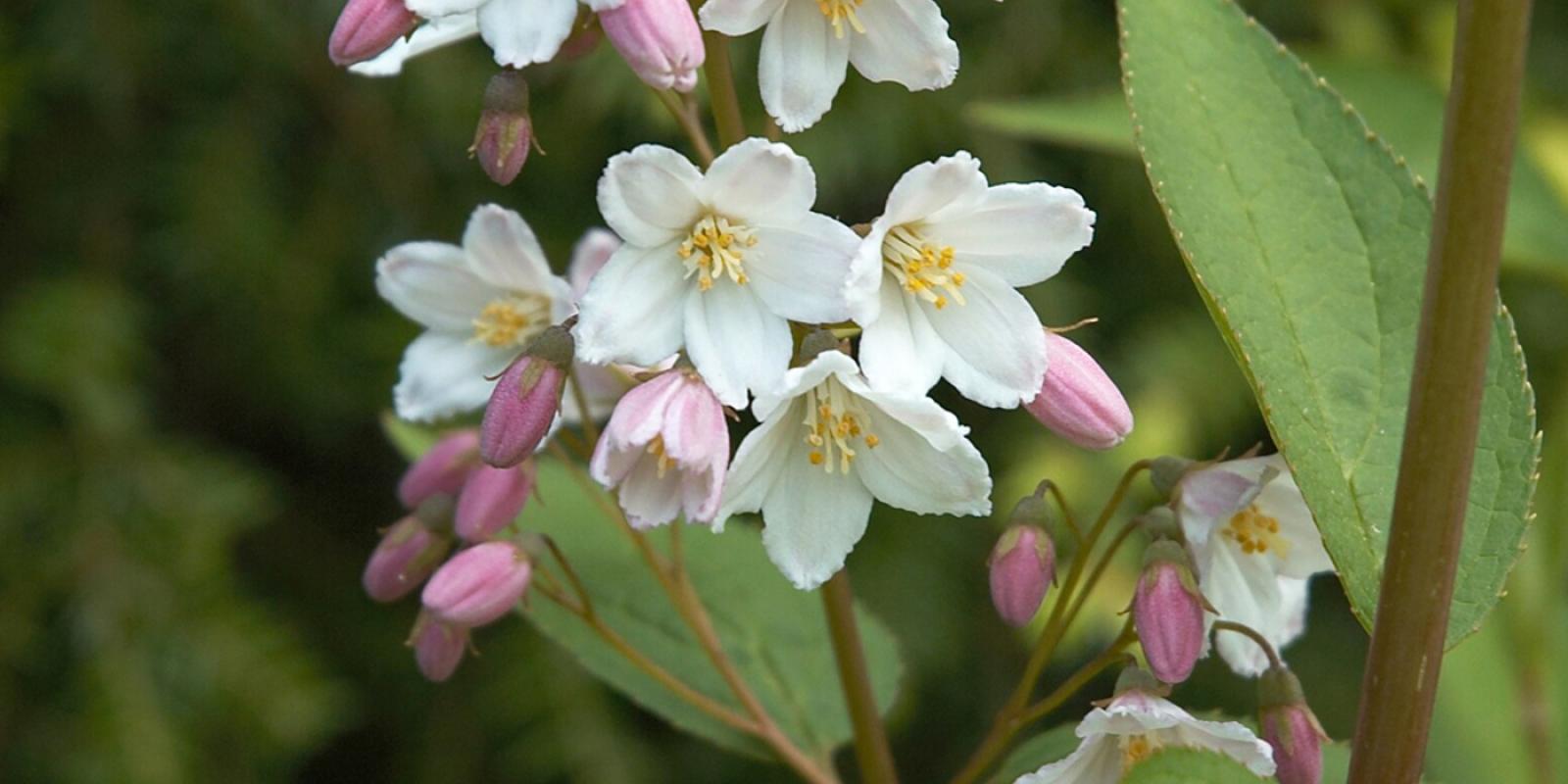 Plante : DEGR