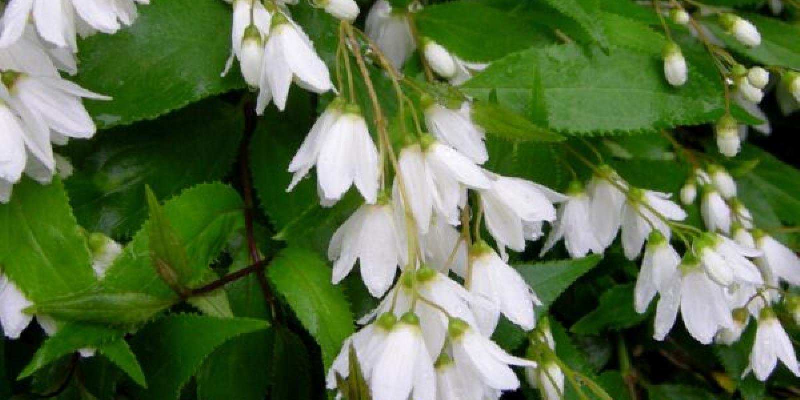 Plante : DEGRNI