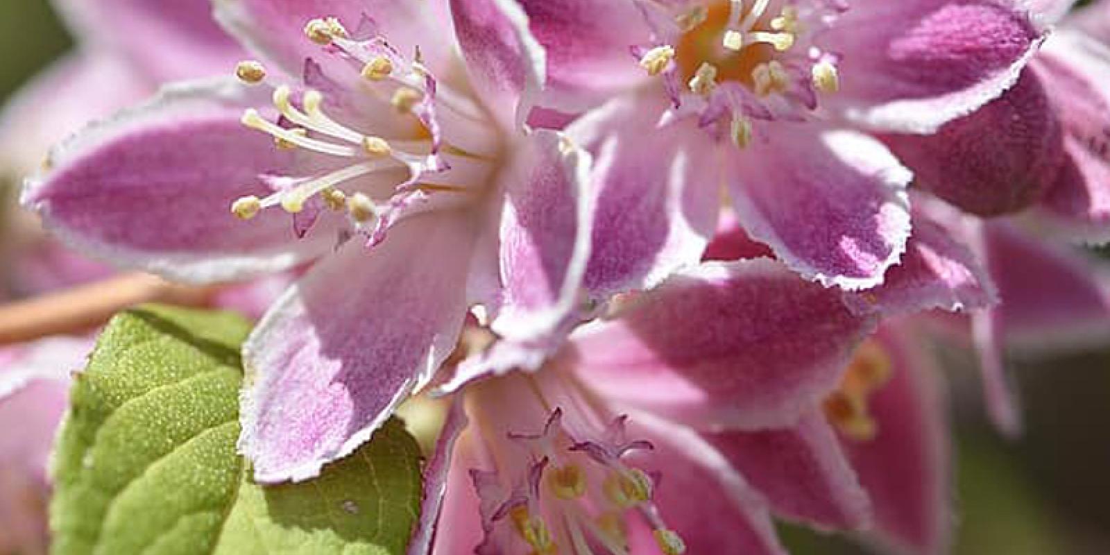 Plante : DEHYMORO
