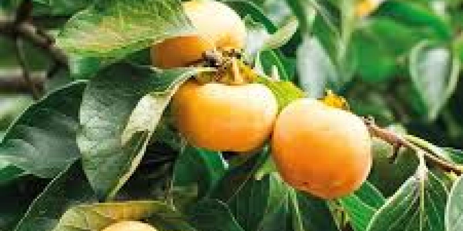 Plante : DIKAVA