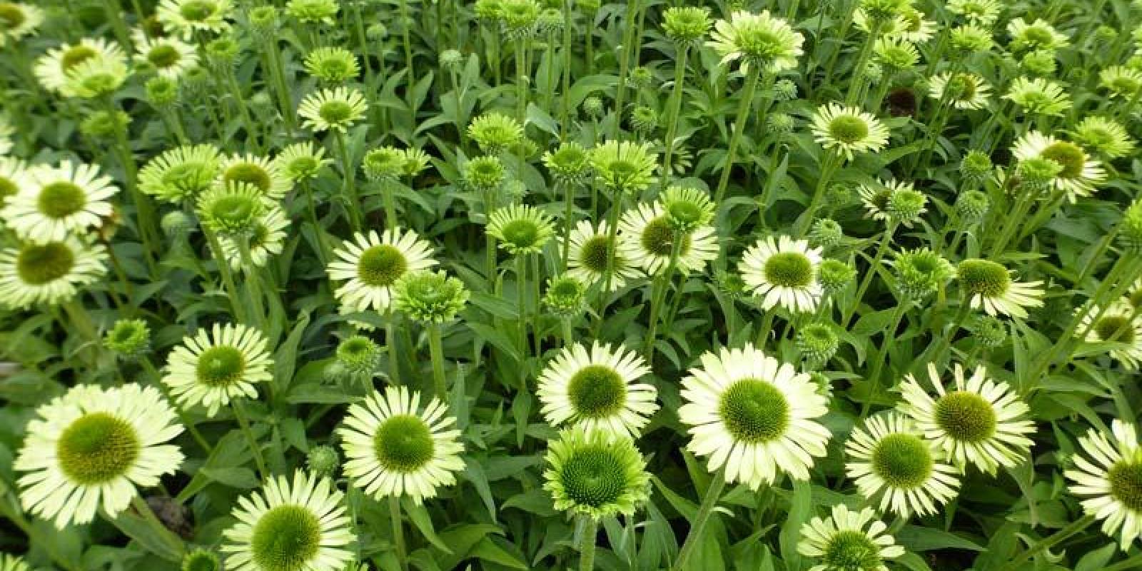 Plante : ECGRJE