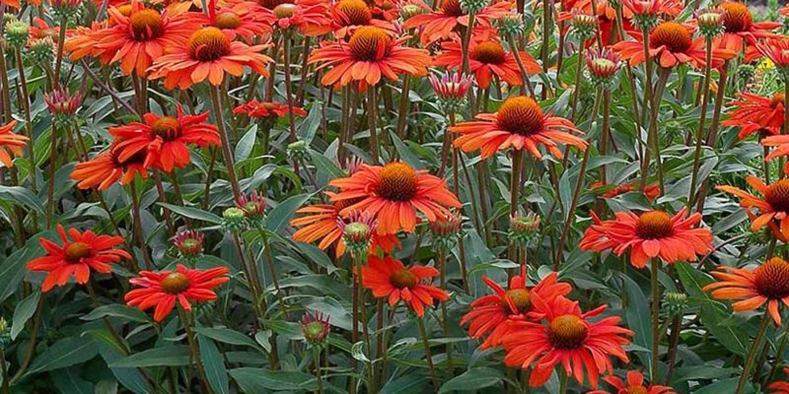 Plante : ECPUKIINOR