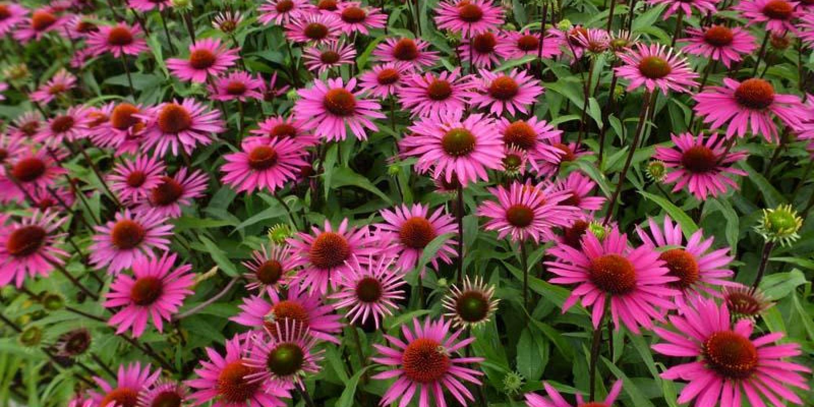 Plante : ECPUPIBE