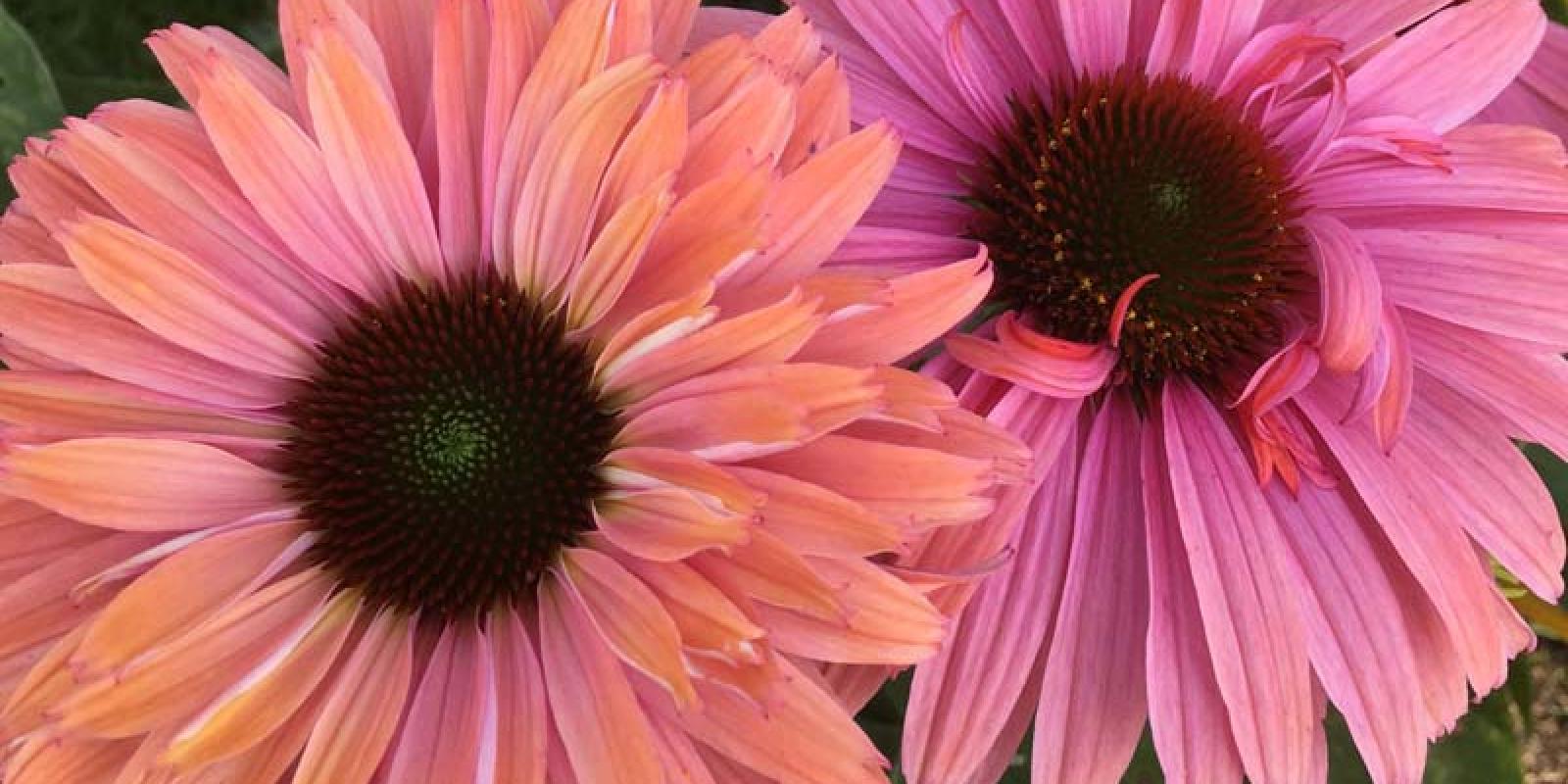 Plante : ECPUSURA
