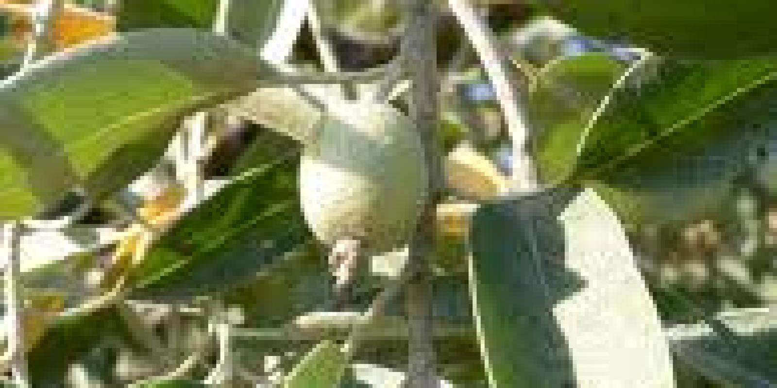 Plante : ELAN