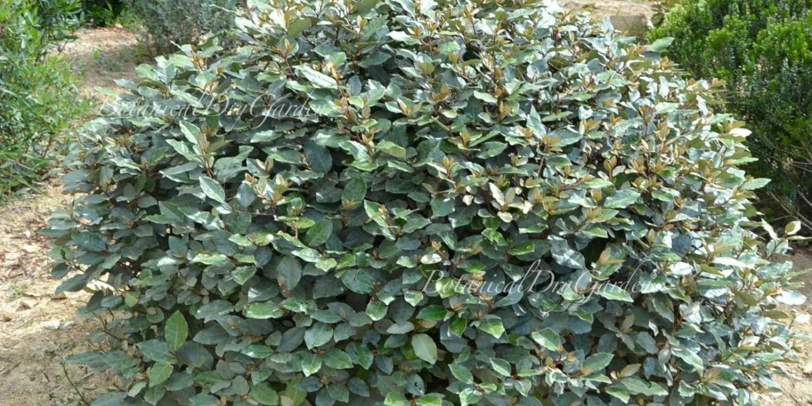 Plante : ELANCO