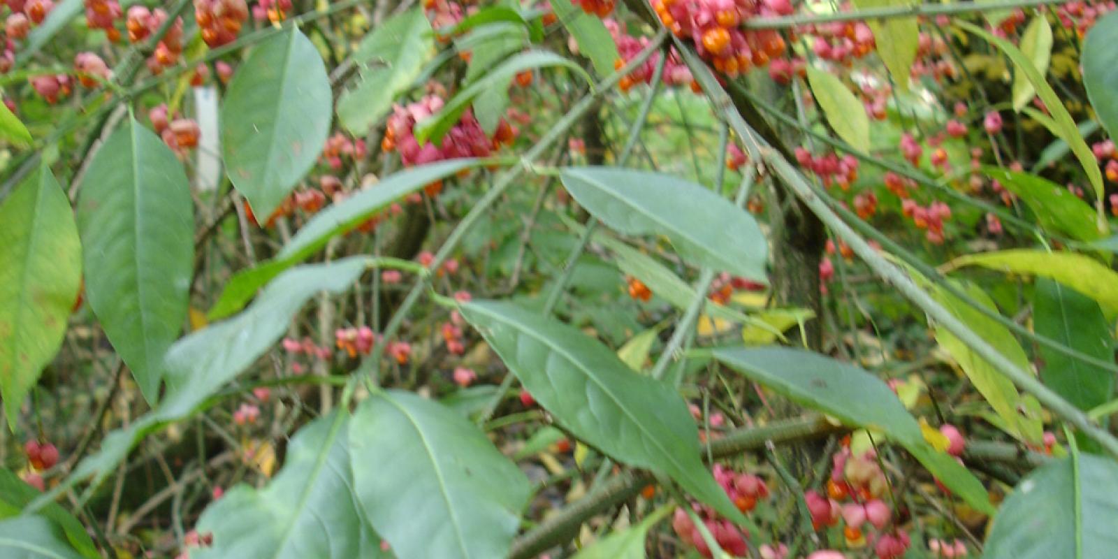 Plante : EUEURECA