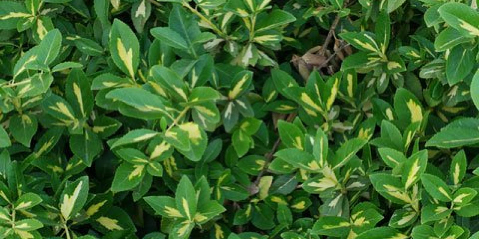 Plante : EUFOBL