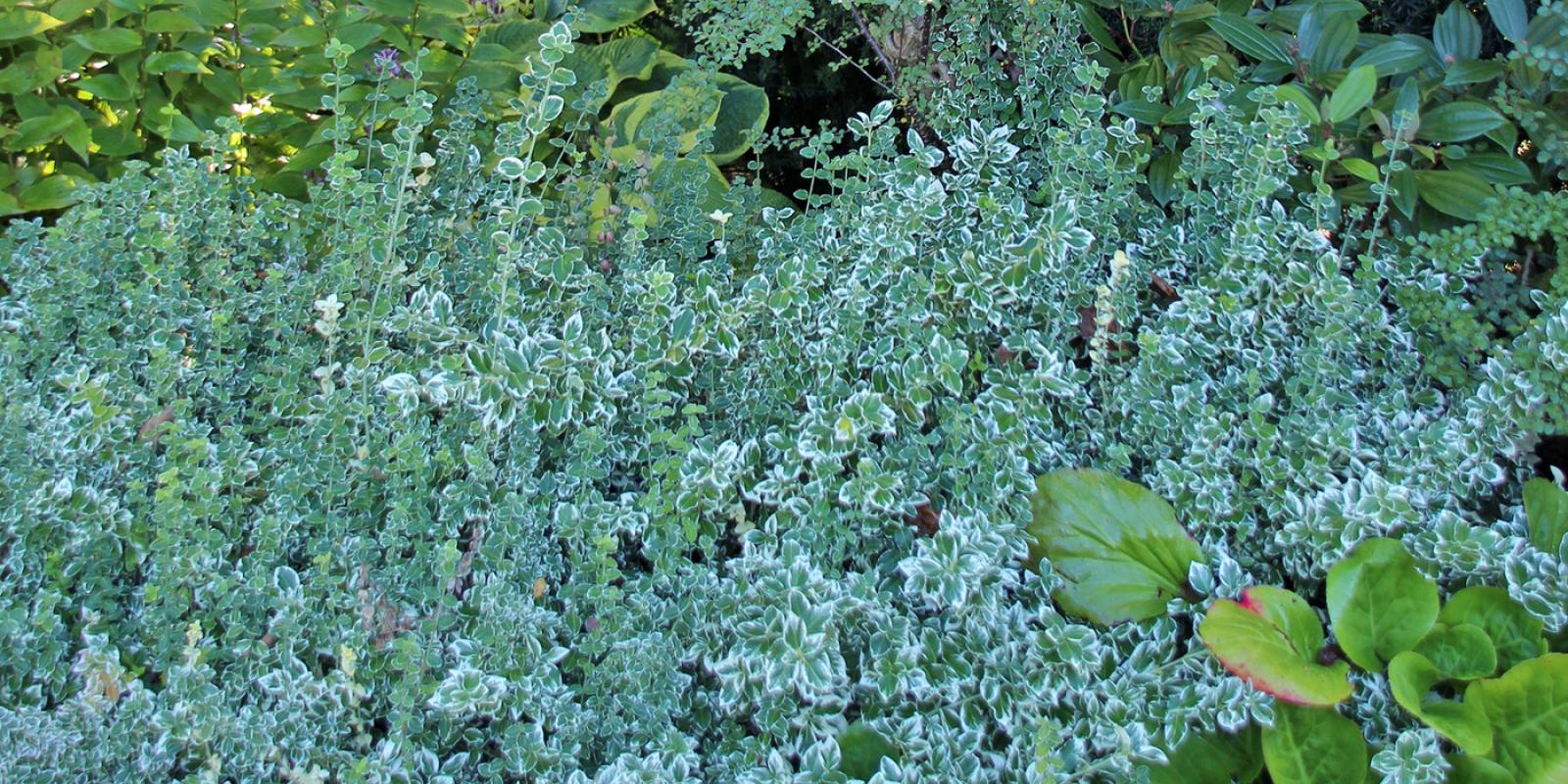 Plante : EUFOEMGA